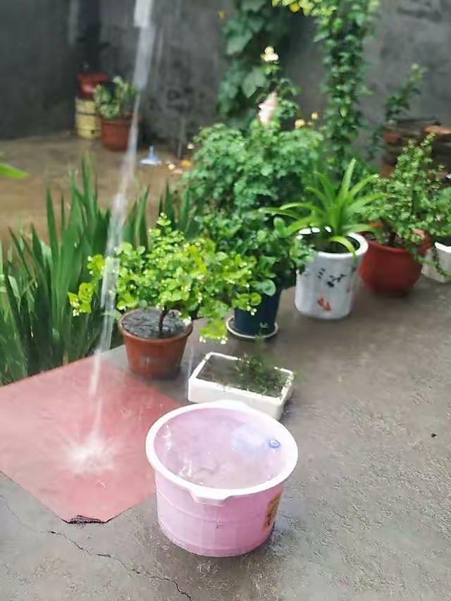 浇花用什么水好，用什么水浇花比较好（用“3种水”来浇花）