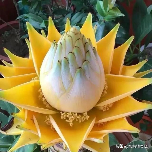 铁树开花的方法，铁树开花的方法有哪些（铁树开花了，也有芬芳的一天）