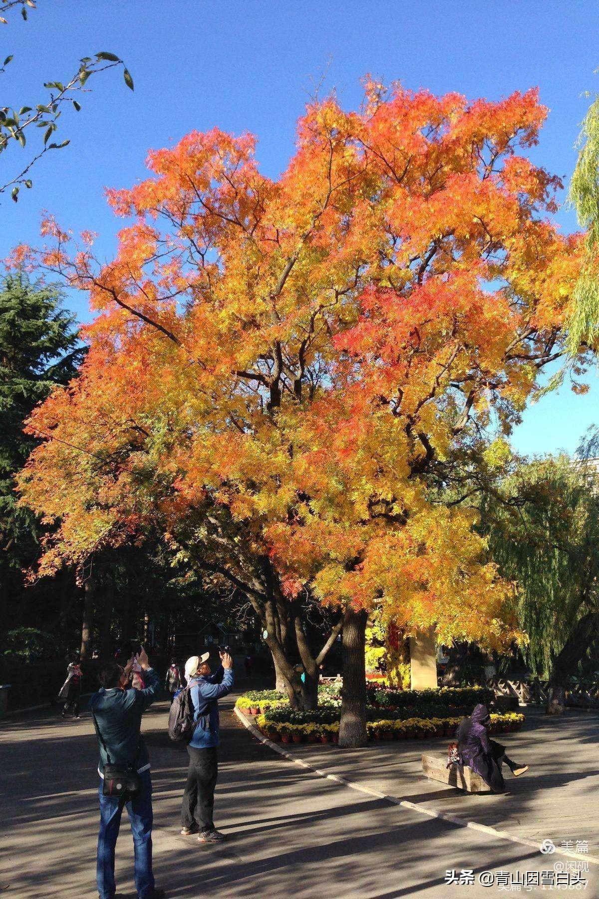 彩叶树成为市场焦点(品种选得好,每亩种植收益可达到18万) - 彝家农业