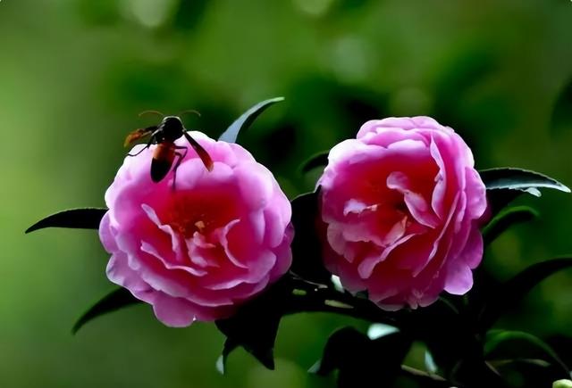 梅花象征什么，梅花象征什么青松象征什么雪花象征什么（中国十大名花排行榜）
