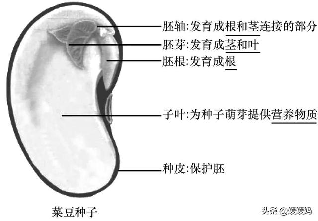草履虫的结构，草履虫的结构层次模式图（应考技巧丨初中生物识图题常用结构示意图）