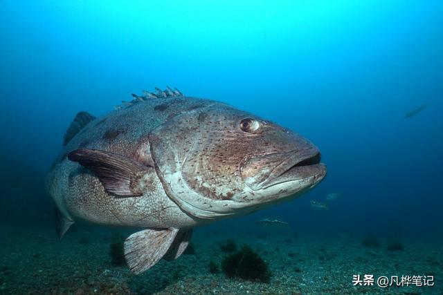 水下摄影注意什么，水下婚纱摄影（初学者的10个水下摄影技巧）
