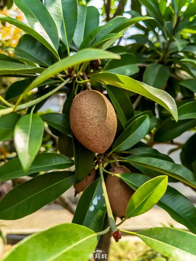 雪莲果图片，这13种水果因为名字被误解（雪莲果图片叶子图片）