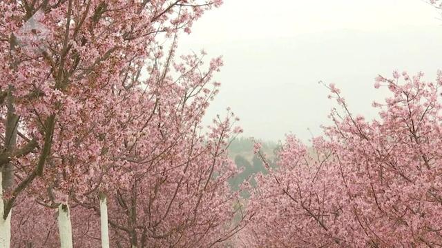 云南花海旅行记，春天，来云南与七彩花海相遇