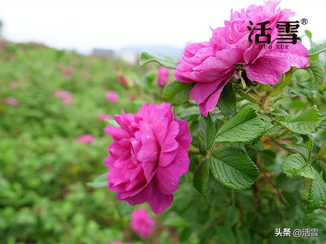 玫瑰花茶品牌排行榜前十名，玫瑰花茶十大排名（活雪：平阴玫瑰“芬芳四溢”）