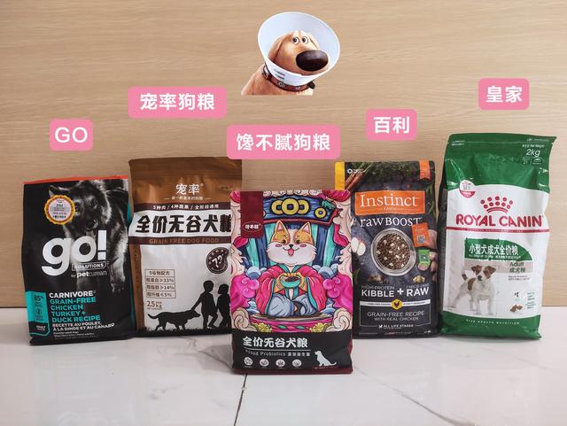 茶杯犬长什么样子图片，茶杯犬长不大吗（茶杯犬长不大）