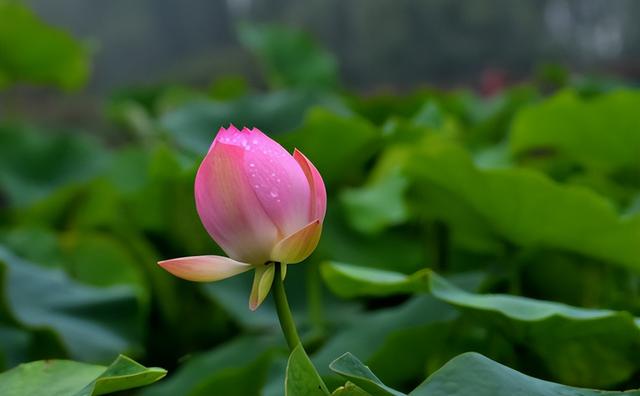 一个优秀的女孩的品质，女孩子具备的优秀品质（真正优秀的人，拥有灵魂知己）