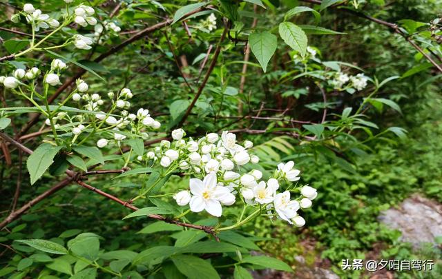 朱雀森林公园旅游攻略一日游，大山深处的朱雀国家森林公园