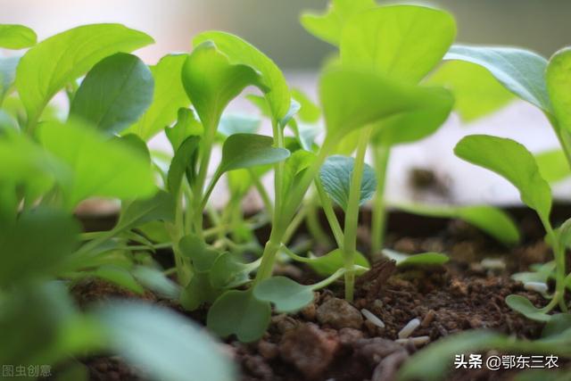 阳台用花盆种植什么蔬菜，阳台用花盆种植什么蔬菜好（家里阳台上可以种6种蔬菜）