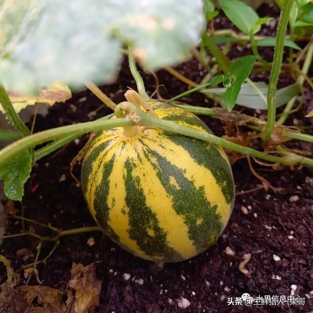 绿色的哈密瓜叫什么，绿色的哈密瓜叫什么名字（哈密瓜、蜜瓜、网纹瓜、香瓜、羊角蜜傻傻分不清）