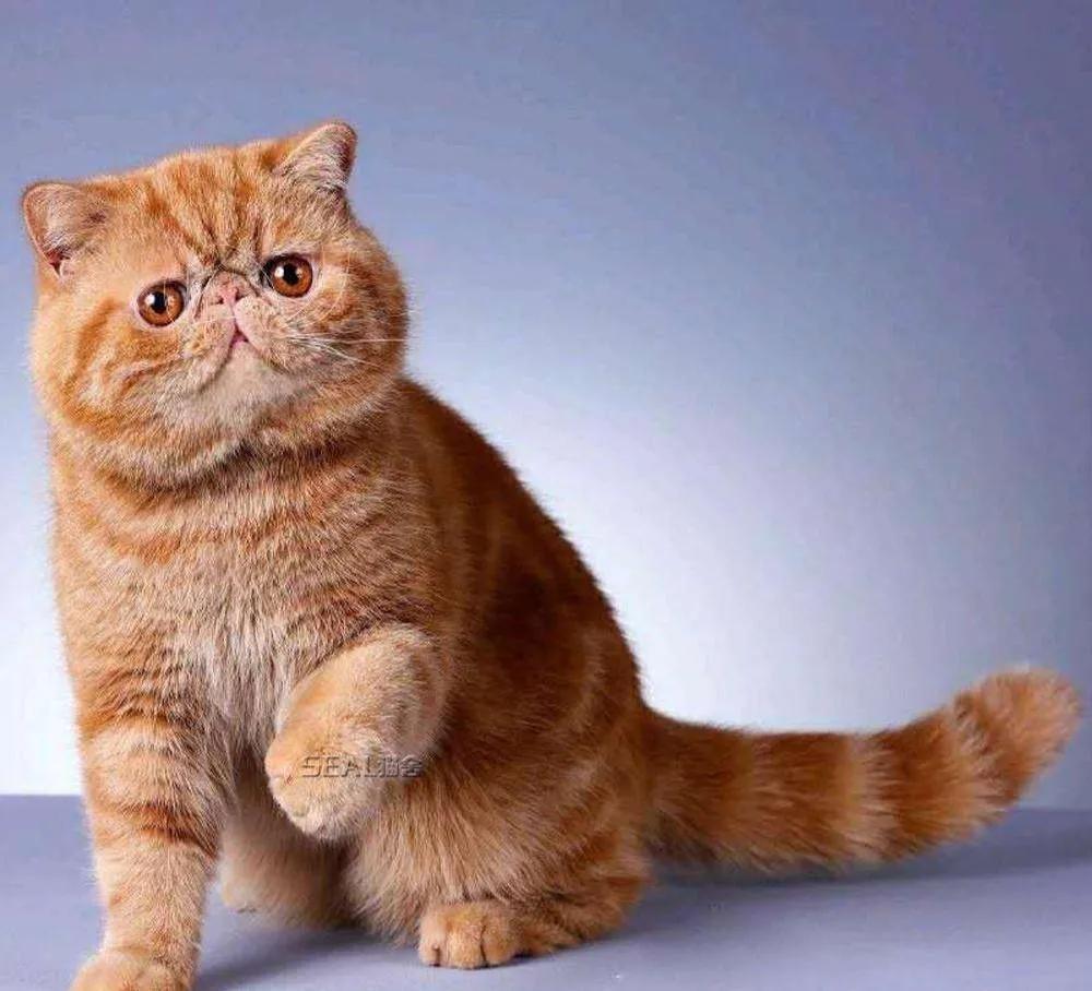 俄罗斯猫的品种有哪些(猫品种大全100种)-米亚号