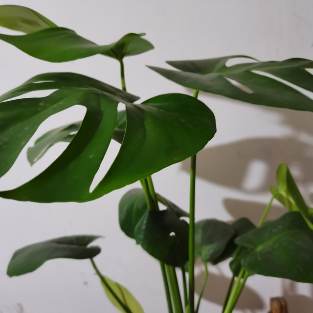 竹子的寓意和象征，竹子的象征意义是什么（有富贵招财好寓意）
