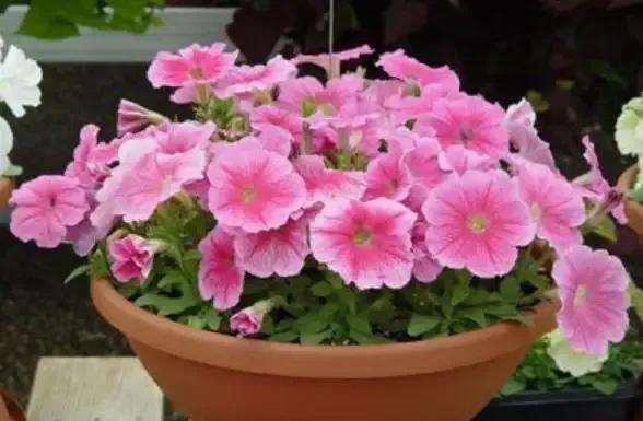 花的种类及花语，花的种类及各自花语（常见植物图鉴，出门识花不求人）