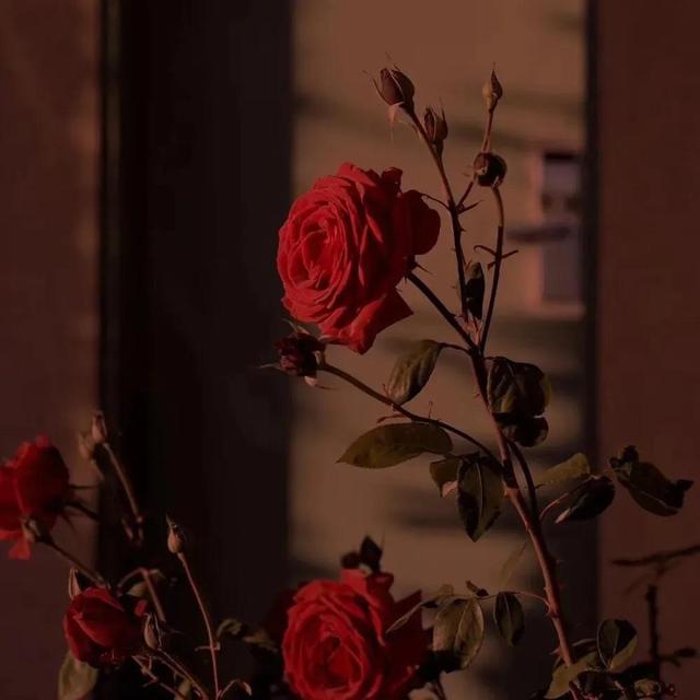 关于玫瑰的文案，玫瑰的唯美文案（有关玫瑰高级又浪漫的文案）