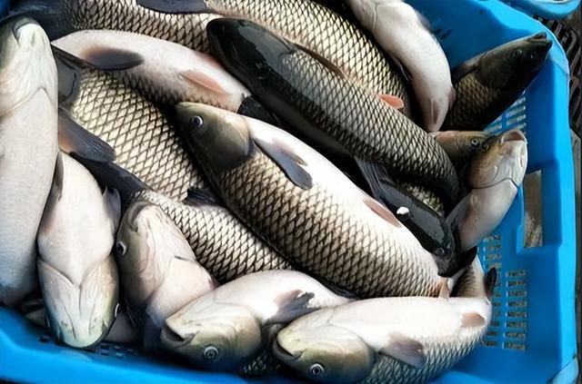 鱼喜欢吃什么食物，钓鱼用什么鱼饵最好（草鱼的冷知识：贵为四大家鱼）