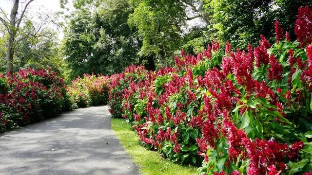 关于爵床科介绍，爵床科的特点（西双版纳植物园亮相了）