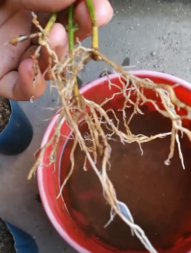 各种植物浇水的正确方法，植物该如何正确浇水（浇水兑点“小料”）