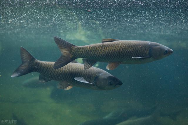 升金湖能钓鱼吗，金鸡湖让钓鱼吗（体验一把手竿搏鱼的快乐）