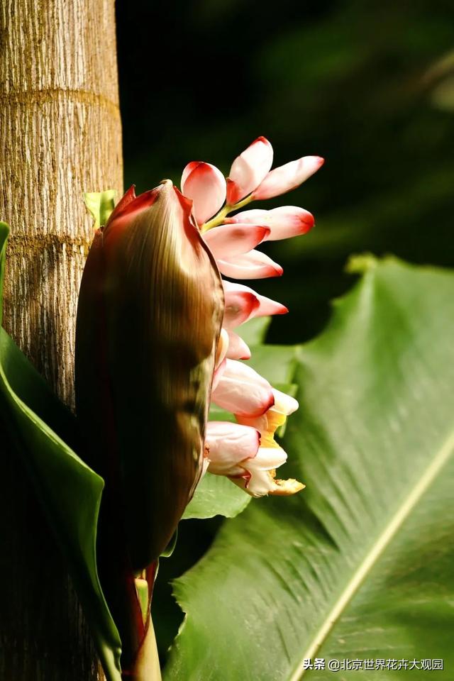 豆蔻年华是形容女生还是男生，豆蔻年华是指女生还是男生（小花仙植物故事会之“豆蔻年华”）