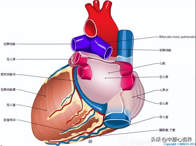 人體心臟的位置圖片,心臟長在哪邊(心臟解剖精美圖片)