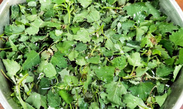 野菜灰灰菜怎么做好吃，野菜灰灰菜怎么做好吃的（却常被人“嫌弃”）