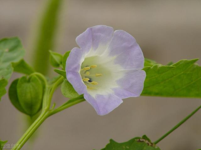 冰粉籽是什么植物,冰粉是什么植物做的(手搓冰粉到底是什么做的)