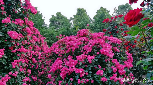 市花和市树是什么，杭州的市树和市花是什么（昆明400亩网红月季花海）