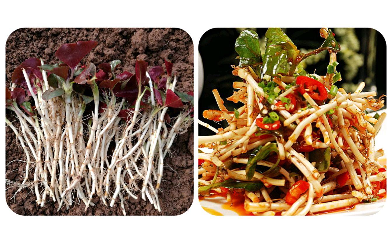 农村能吃的100种野菜图片,有哪些野菜可以吃 农村能吃的100种野菜图片,有哪些野菜可以吃