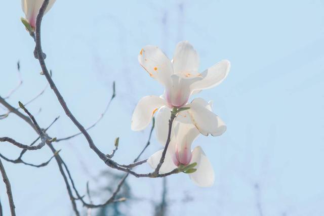 玉兰花的寓意和象征，玉兰花的寓意和象征和花语（还有“镇宅吉利”好兆头）