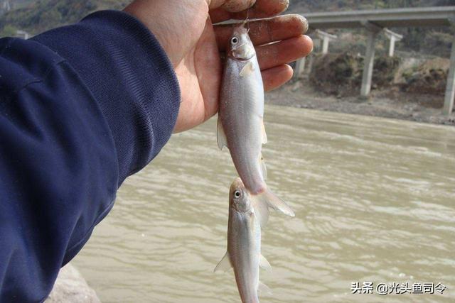 长江名贵鱼前十名，10大凶猛淡水鱼（我国保护的鱼类有87种）