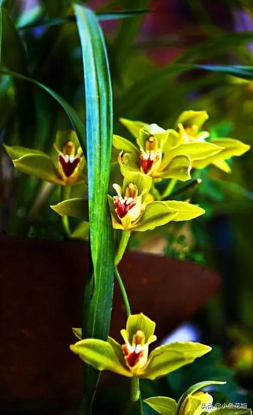 母亲节送什么花，母亲节送什么花最适合（能送给母亲的花不只是康乃馨）