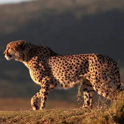 速度快的鸟，快鸟测速的介绍（世界上速度最快的动物）