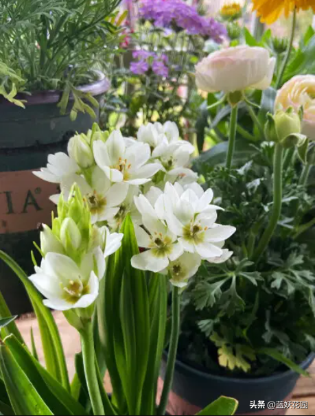 圣心百合的养殖方法和技巧，高端切花素材圣心百合