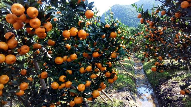 国家地理标志保护产品，黑龙江省十大著名国家地理标志保护产品是什么（江西的国家知识产权局认定的国家地理标志保护产品）