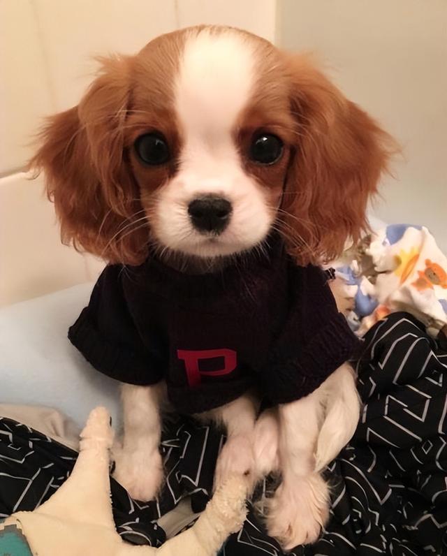 家庭适合养什么犬，十大最适合家庭养的宠物狗（9种最适合养的狗狗）