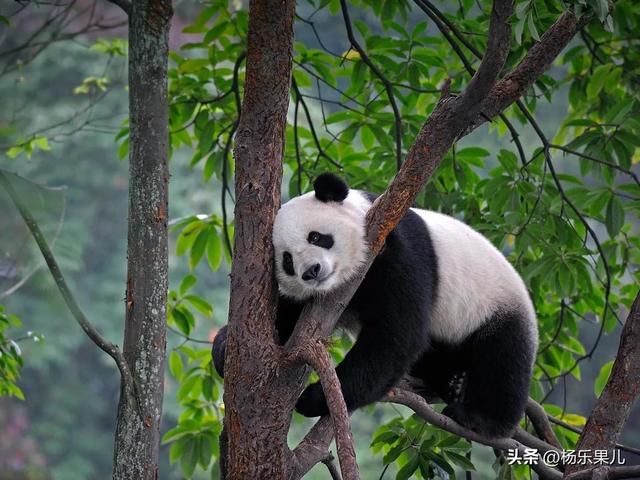 成都必去的9大景点，成都必去的景点（四川-成都十景）