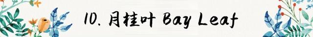 迷迭香是什么，西餐中常用的15种香料和香草（迷迭香是什么时候出的）