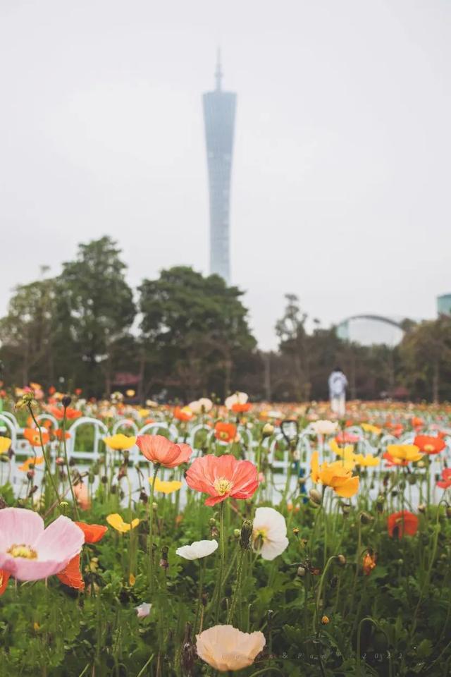 花城是指我国哪一城市，花城指的是哪个地方（中国最美“花城”）