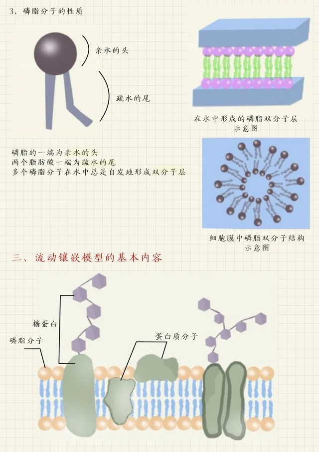 细胞膜的结构，高考生物：细胞膜的结构和功能