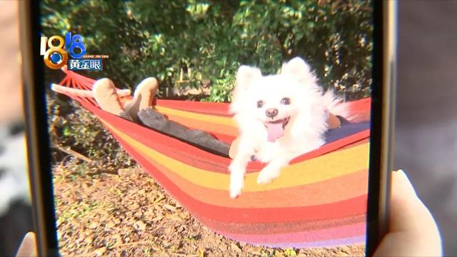 梦见狗打架是什么意思，梦见狗打架是什么寓意（“博美”眼球差点没保住）