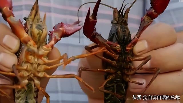 小龙虾属于海鲜类吗，小龙虾是海鲜吗（龙虾：从小龙虾到大花龙）