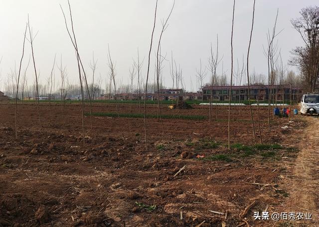 杨树的资料，生长15年的速生杨树（杨树的资料视频）