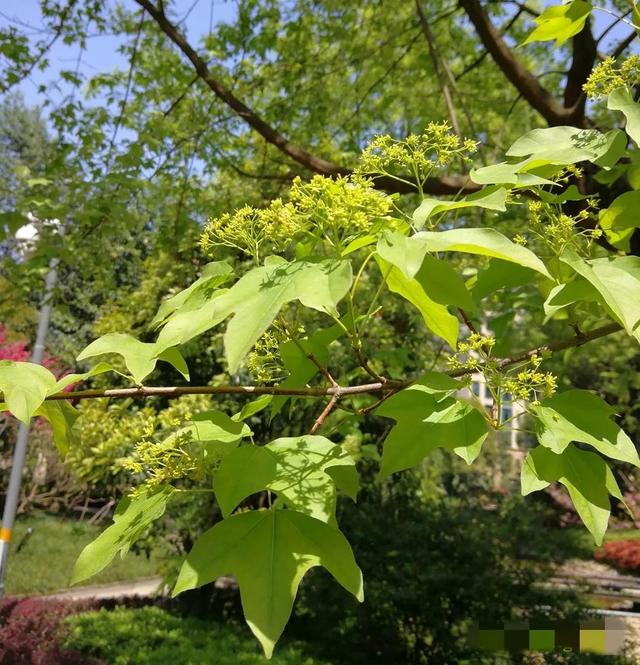 鲜花的花语和花的数目的寓意，鲜花数量的寓意（100种迷人的“数字花”）