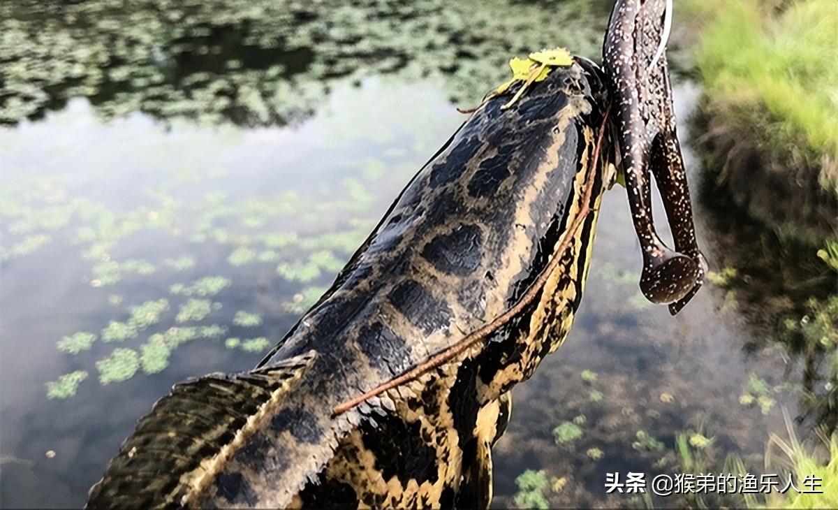 没想到绑鱼钩这么简单！3分钟视频手把手教你快速上手，新手也能轻松掌握技巧