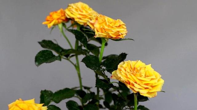 男生彻底放下后的表现，一个男生彻底放下你的表现（一个男人是不是在乎你）