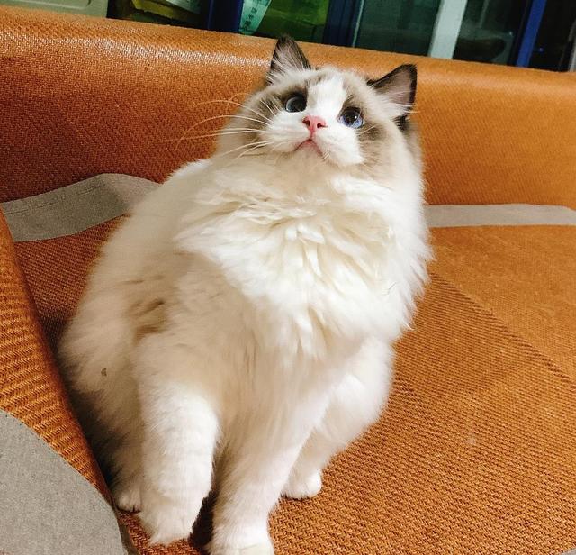 布偶猫的重点花色是有什么特点，布偶猫花色傻傻分不清楚