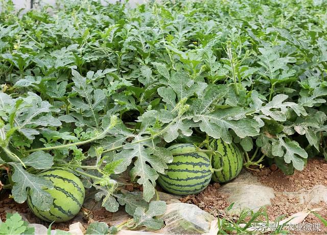 水果西瓜种植方法，西瓜怎么种植（西瓜怎么种植）