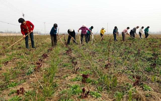 粮食大涨价预示着什么，粮食大涨价预示着什么问题（粮价大涨，3类农民后悔了）