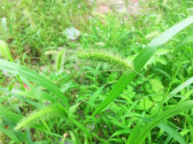 稗子草是狗尾巴草吗，稗草子能吃吗（不求回报默默爱——罗汉草）