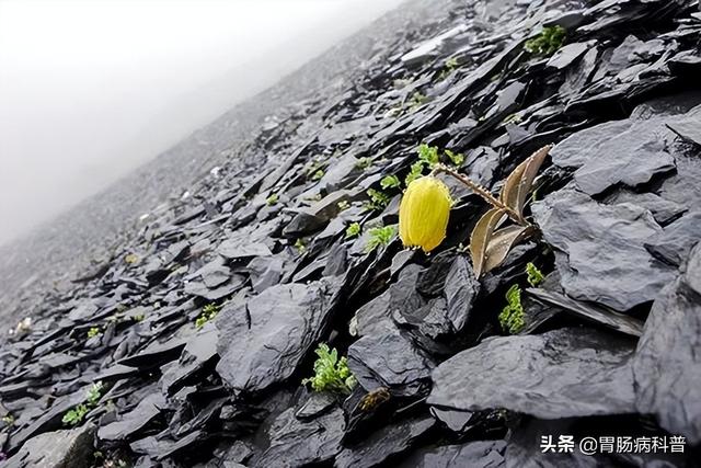 曼陀罗花的图片，曼陀罗花是什么（301味中药材的原植物彩色图谱）